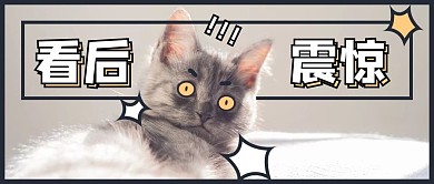 看后震惊猫咪灰色卡通公众号首图