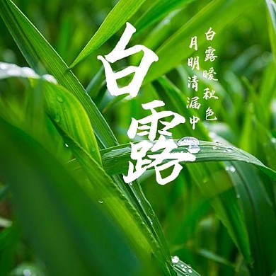 白露雨后稻田绿色摄影风公众号次图