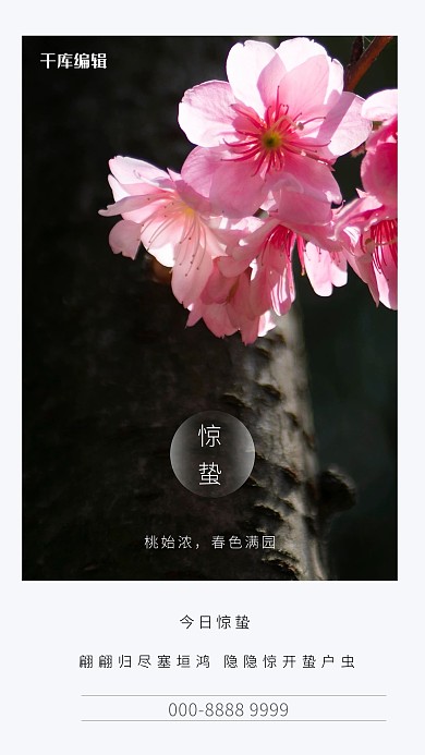 惊蛰桃花黑色写实海报