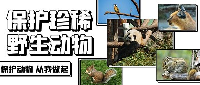 保护珍稀野生动物动物彩色扁平公众号首图