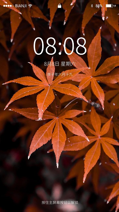 创意小清新枫叶手机壁纸