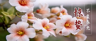 惊蛰花红色摄影公众号首图