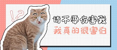 保护动物猫咪粉色卡通风公众号首图