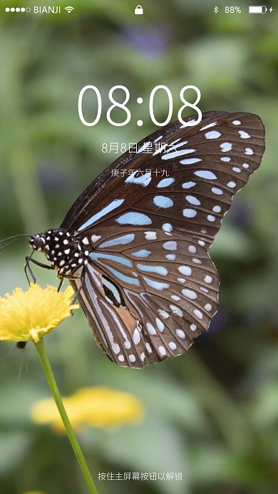 一只正在采花的花蝴蝶