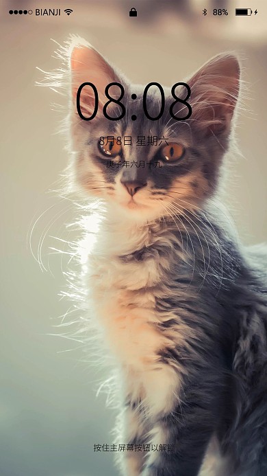 萌宠狸花猫宠物摄影图