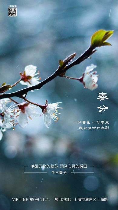 春分树枝冷色调写实海报