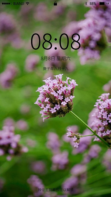 唯美薰衣草花壁纸