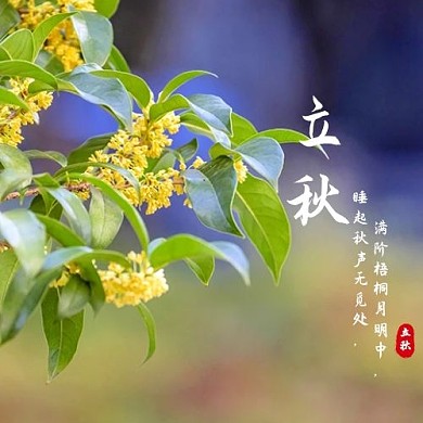 立秋黄色小花黄色摄影风公众号次图