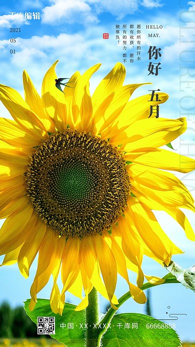 五月你好向日葵清新大气海报