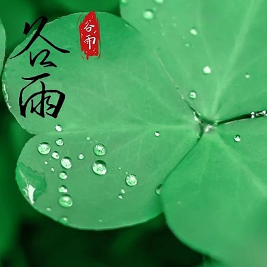谷雨三叶草绿色简约公众号次图