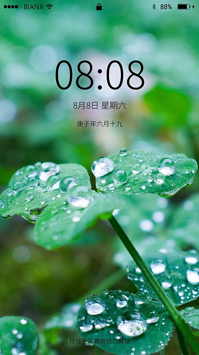 小清新雨中植物壁纸