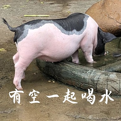 猪摄影图猪粉色。白色田园表情包