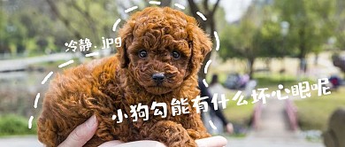 小狗勾能有什么坏心眼呢狗狗棕色搞笑公众号首图