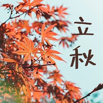 立秋枫叶橙色摄影图公众号次图