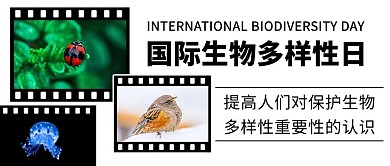 国际生物多样性日保护动物彩色简约公众号首图