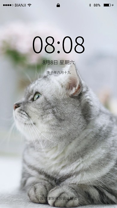 动物萌宠可爱猫咪美短