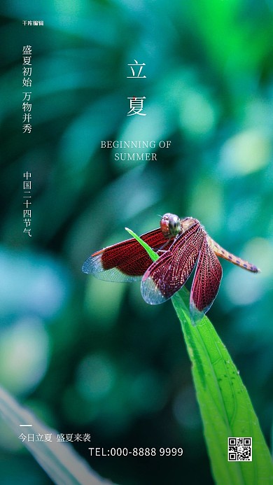 立夏蜻蜓绿色写实海报