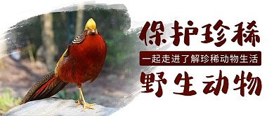 保护珍稀野生动物小鸟棕色水墨公众号首图