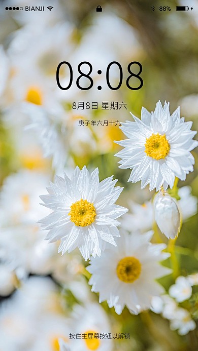 小清新风格小雏菊手机壁纸