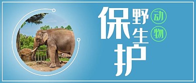 保护珍稀野生动物大象蓝色简约公众号首图