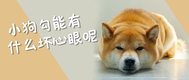 小狗能有什么坏心眼呢狗狗橙色搞笑公众号首图