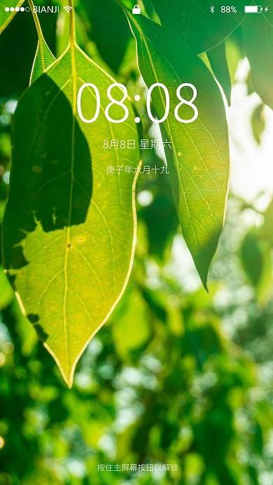 逆光下 植物