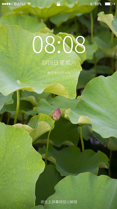 夏天荷塘荷叶含苞待放荷花