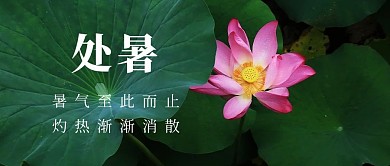 千库编辑原创处暑荷花绿色摄影图公众号首图