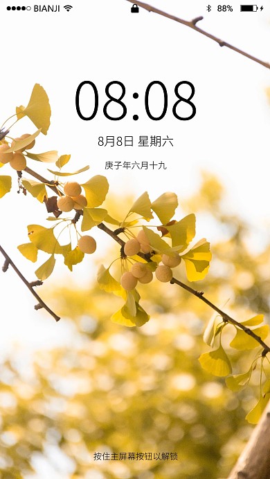 秋天银杏树叶结果特写摄影图
