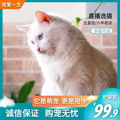 蓝色萌宠猫咪直播卡哇伊淘宝主图