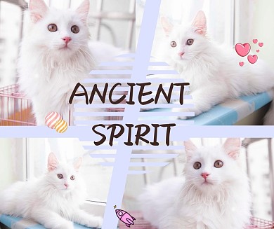 简约萌宠拼图宠物社交媒体