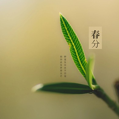 简约春分节气节日问候