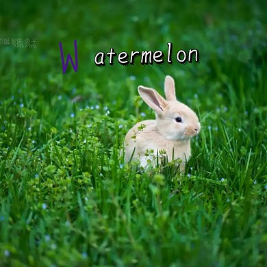 西瓜创意兔子夏季手机微博封面模板