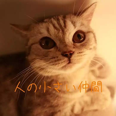 扎人的小伙伴手机微博封面