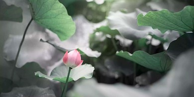 夏季荷花
