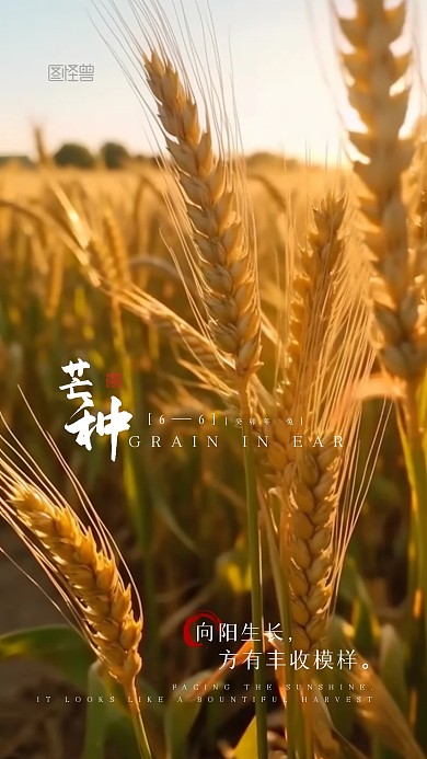 秋分二十四节气宣传摄影图AIGC手机海报