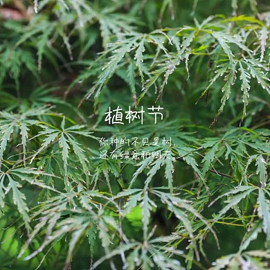 植树节绿色公众号配图