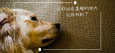 迷茫的小狗黄色绿色找朋友公众号特殊首图