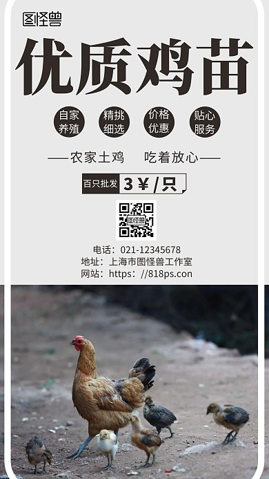 简约浅色背景鸡苗营销海报