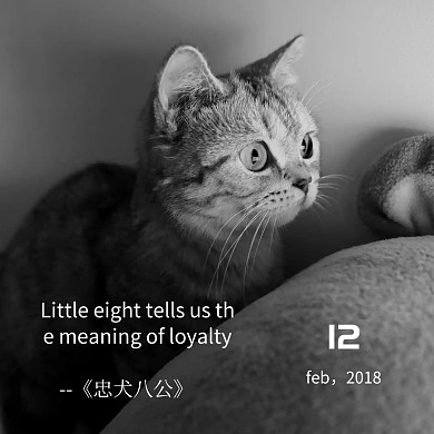 电影配图忠犬八公简约方形配图