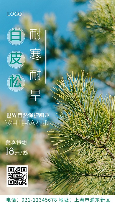 白皮松蓝色简约摄影图手机海报