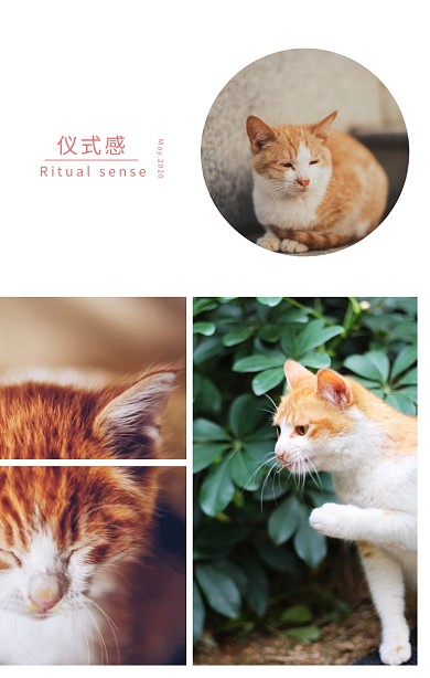 照片拼图四宫格生活记录宠物生活仪式感