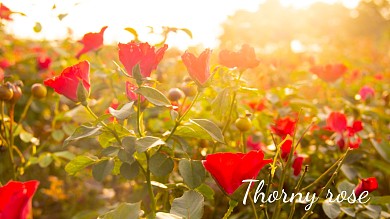 小清新玫瑰花高清电脑桌面