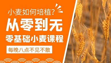 课程封面 麦子黄色简约培植麦子课程封面