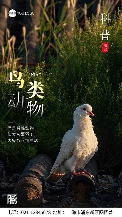 鸟类动物科普宣传摄影图手机海报