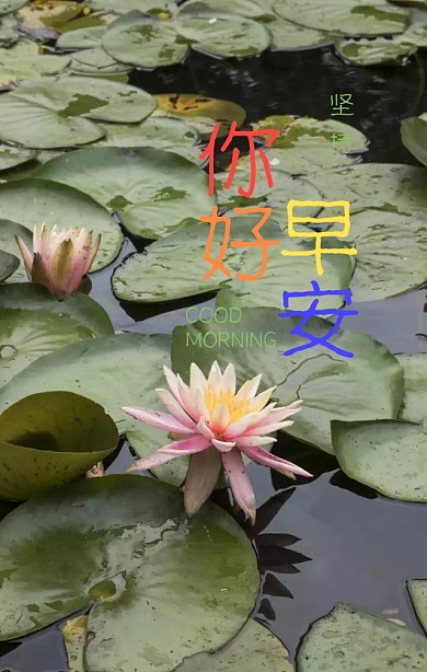 早安清新插画文艺简约问候海报