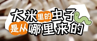 大米里的虫子是从哪里来的公众号封面首图