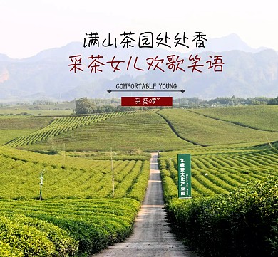 满山茶园处处香朋友圈封面