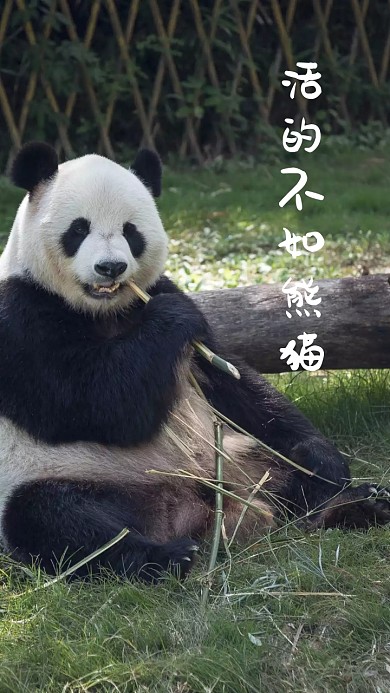 粉色卡通生活自嘲手机壁纸