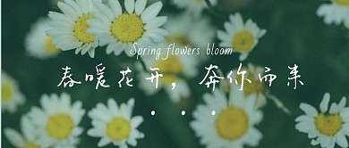 简约文艺摄影雏菊春暖花开公众号封面
